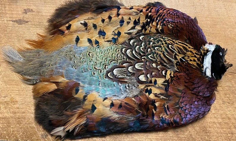 Ringneck Pheasant Skin 3 Ringneck Pheasant Skin