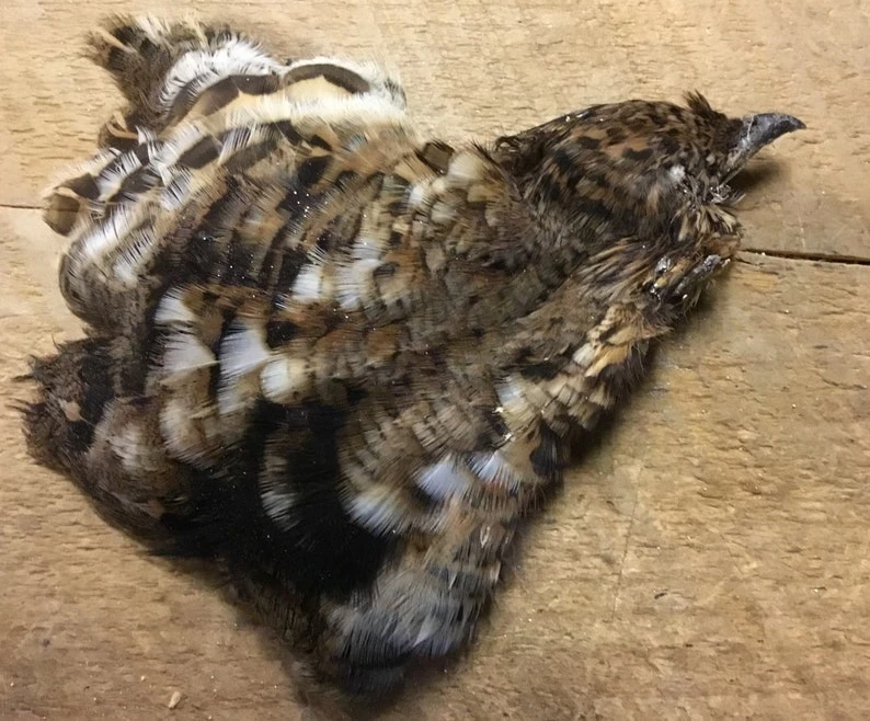 Ruffed Grouse Cape Natural And Dyed 3 Ruffed Grouse Cape Natural And Dyed