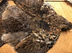 Ruffed Grouse Pelt