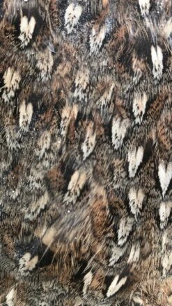 Ruffed Grouse Pelt 8 Ruffed Grouse Pelt -Fly Fishing Equipment Shop ruffrback2