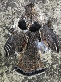 Ruffed Grouse Pelt 7 Ruffed Grouse Pelt -Fly Fishing Equipment Shop ruffred