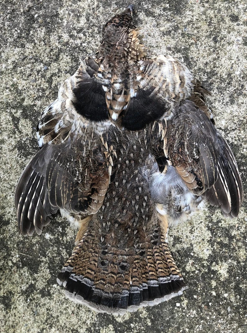 Ruffed Grouse Pelt 4 Ruffed Grouse Pelt - Image 2