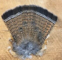 Ruffed Grouse Tail, Natural And Red Phase