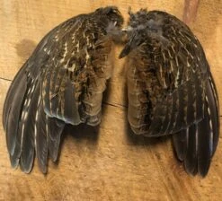 Ruffed Grouse Wing Pairs Natural And Dyed
