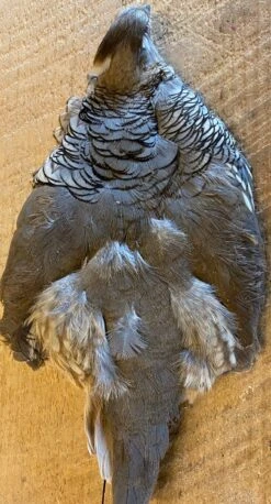 Gambel’s, Scaled And Valley (California) Quails 9 Gambel’s, Scaled And Valley (California) Quails -Fly Fishing Equipment Shop scaled