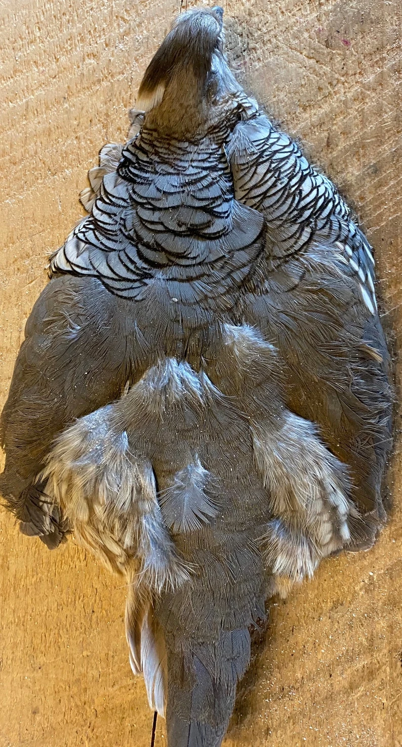 Gambel’s, Scaled And Valley (California) Quails 6 Gambel’s, Scaled And Valley (California) Quails - Image 4