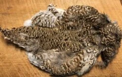 Sharptail Grouse Pelt