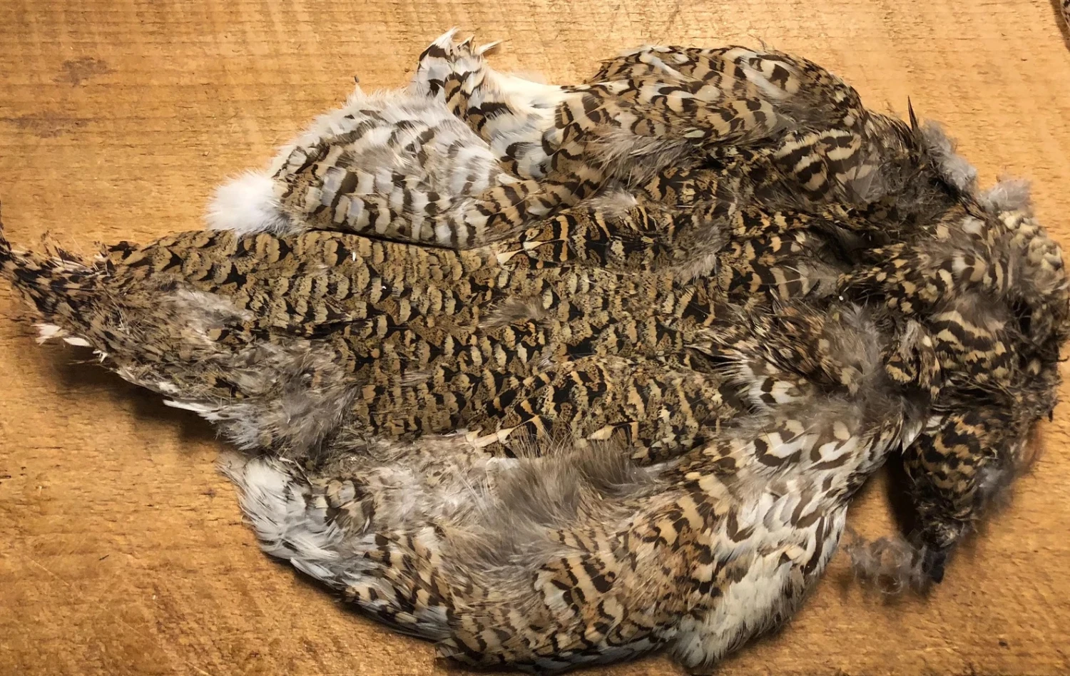 Sharptail Grouse Pelt 3 Sharptail Grouse Pelt