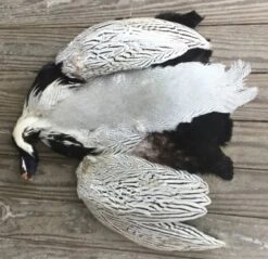 Silver Pheasant Complete Pelt: Grade One ( No Tail )