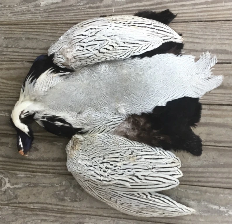 Silver Pheasant Complete Pelt: Grade One ( No Tail ) 3 Silver Pheasant Complete Pelt: Grade One ( No Tail )