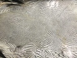 Silver Pheasant Complete Pelt: Grade One ( No Tail ) 7 Silver Pheasant Complete Pelt: Grade One ( No Tail ) -Fly Fishing Equipment Shop sp2