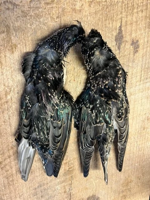 Starling Skin 3 Starling Skin