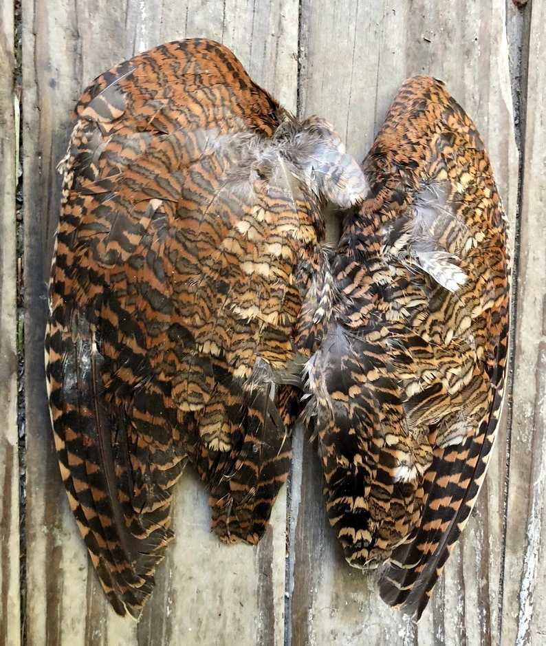 Monarch Woodcock Wings 3 Monarch Woodcock Wings