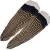 Wapsi White Tip Mottled Turkey Tail Quill 1 Wapsi White Tip Mottled Turkey Tail Quill -Fly Fishing Equipment Shop wtip
